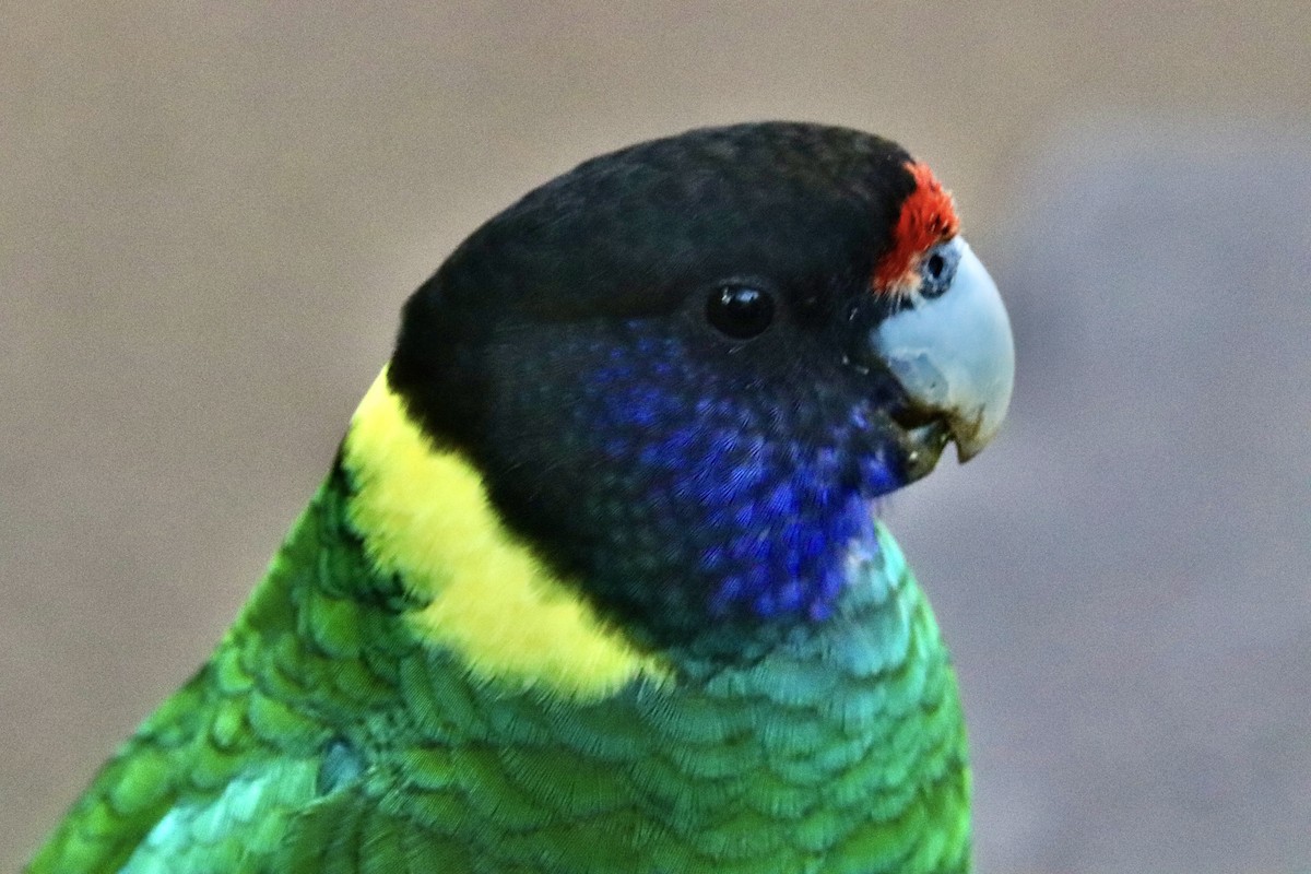 Australian Ringneck (Twenty-eight) - ML636460714
