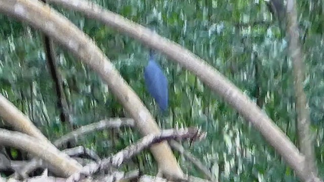 Aigrette bleue - ML636460797