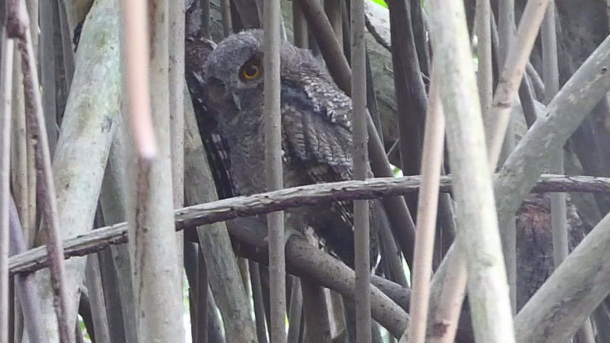 Tropical Screech-Owl - ML636460825