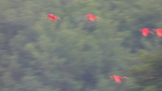 Scarlet Ibis - ML636460858