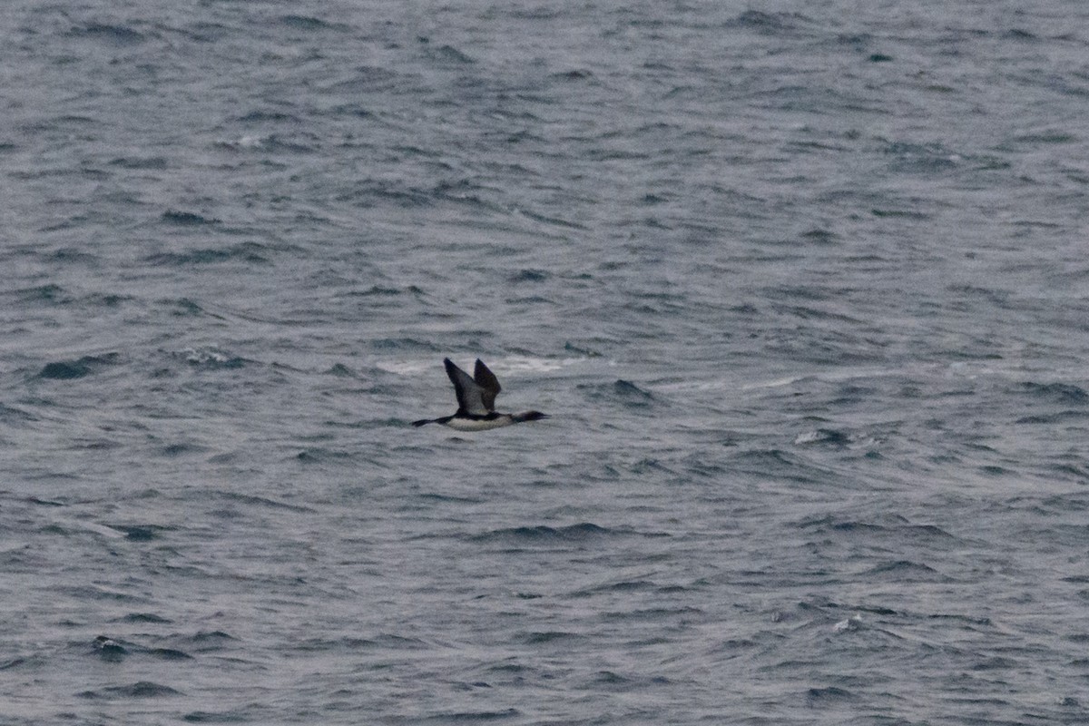 Pacific Loon - ML636460866