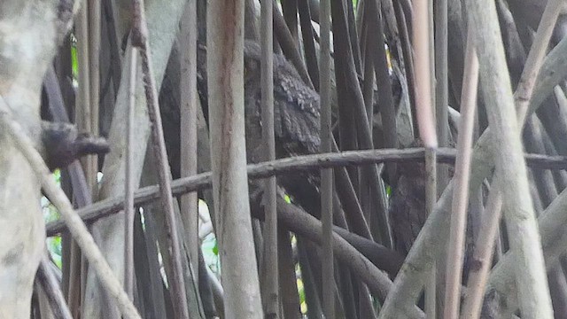 Tropical Screech-Owl - ML636460873