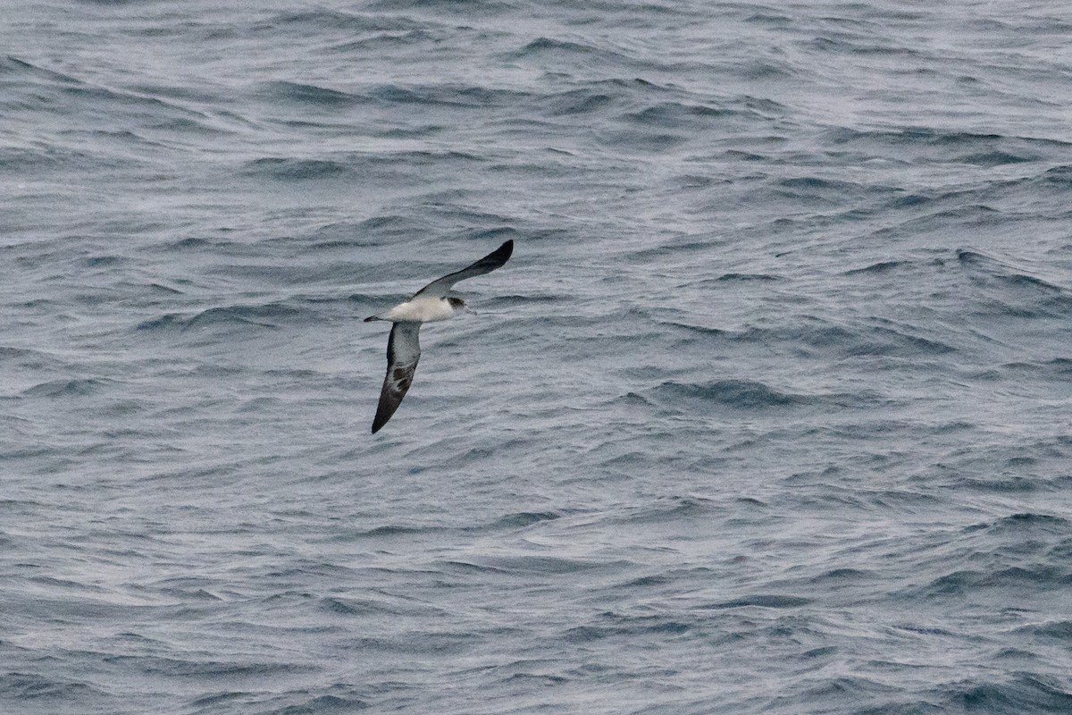 Streaked Shearwater - ML636460875