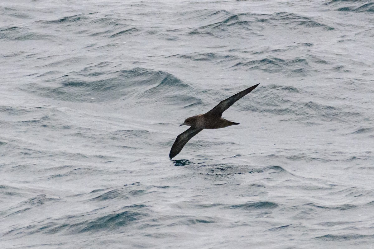 Short-tailed Shearwater - ML636460886