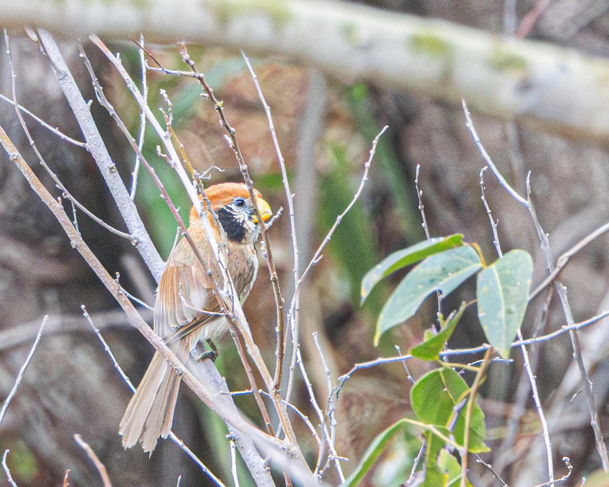 Spot-breasted Parrotbill - ML636460934