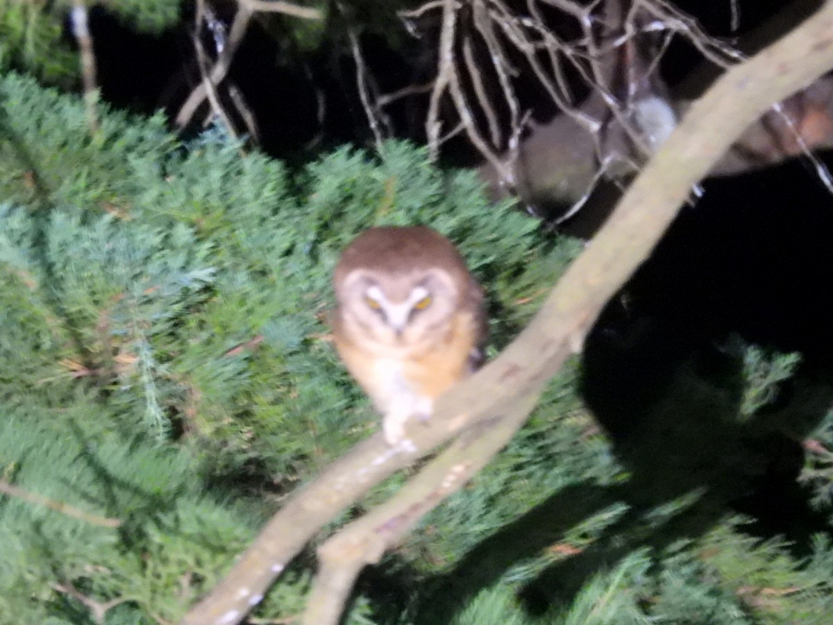 Unspotted Saw-whet Owl - ML636460946