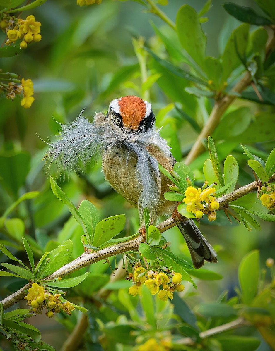 Black-throated Tit - ML636460958