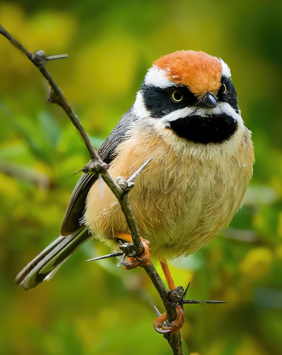 Black-throated Tit - ML636460959