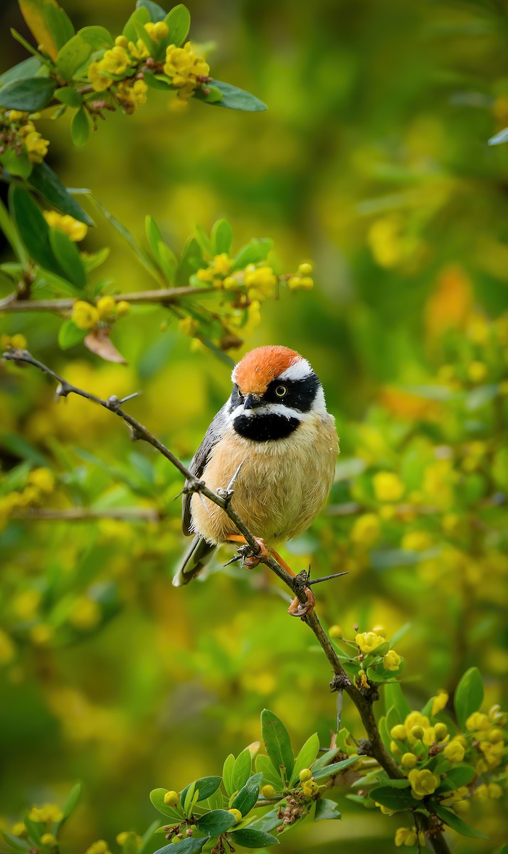 Black-throated Tit - ML636460960