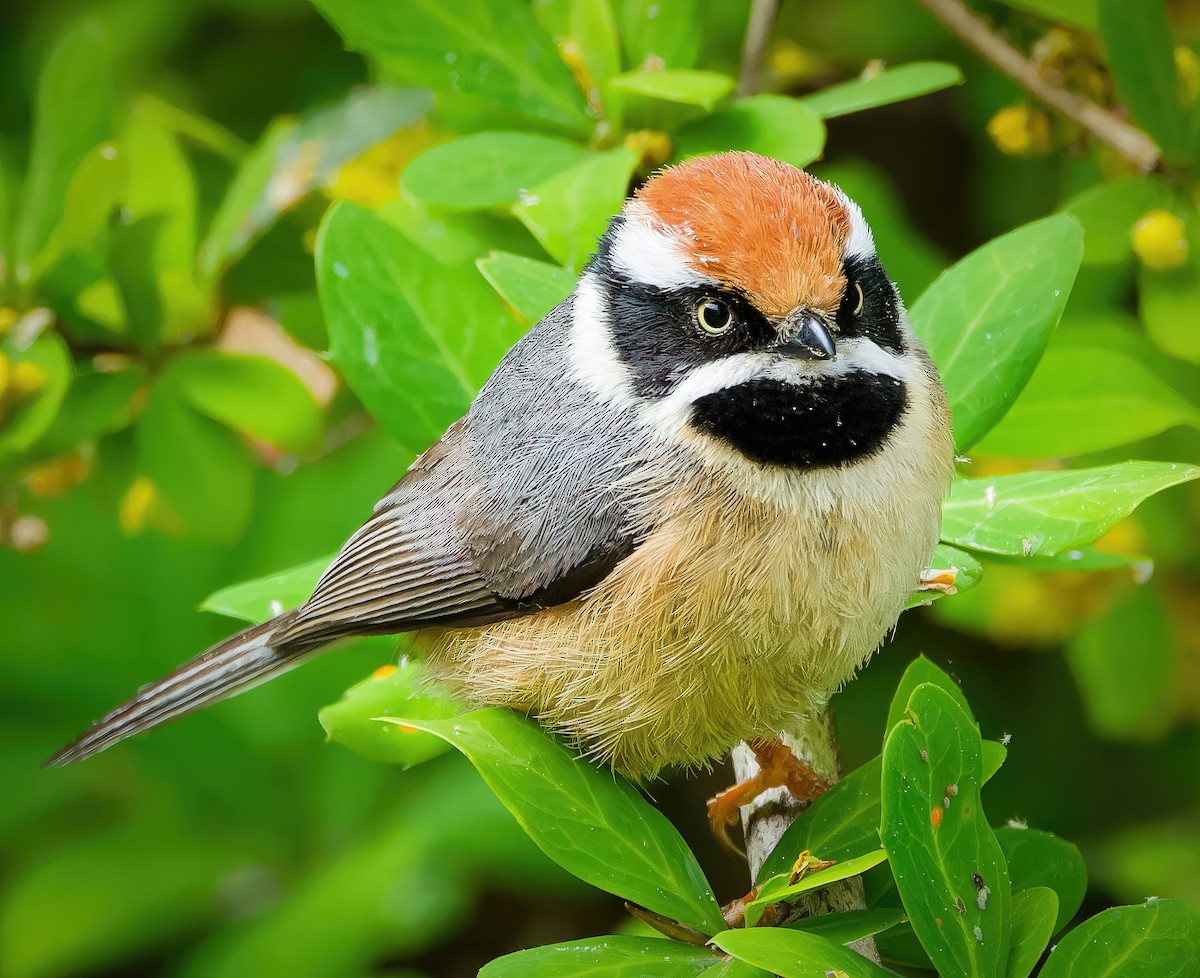 Black-throated Tit - ML636460961