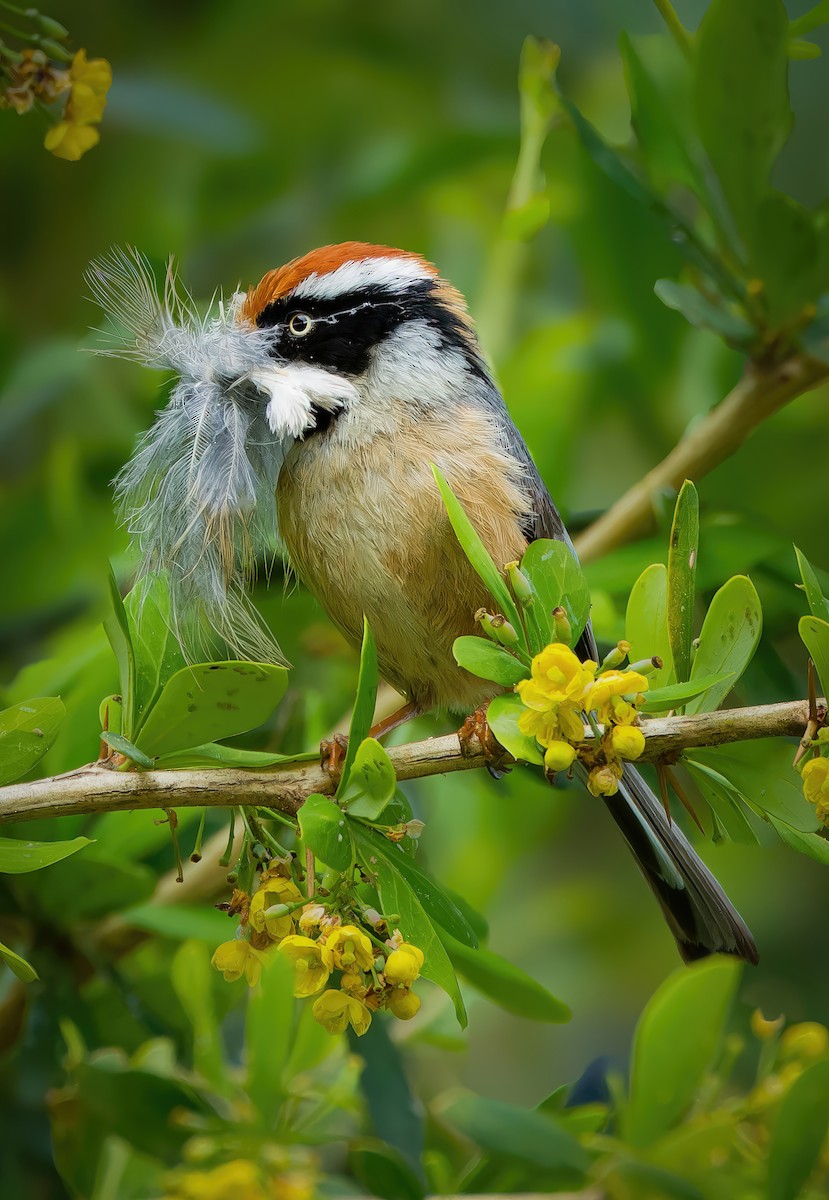 Black-throated Tit - ML636460962