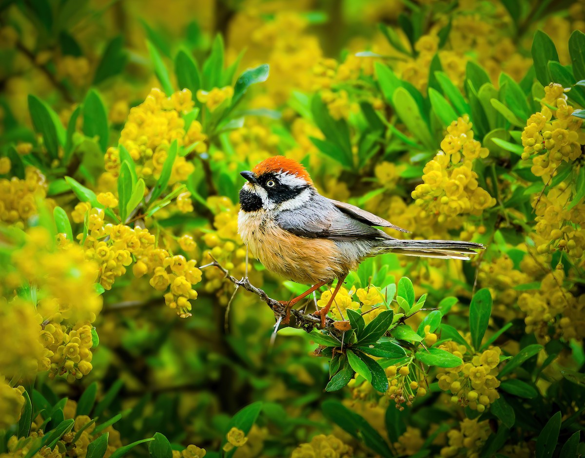 Black-throated Tit - ML636460963
