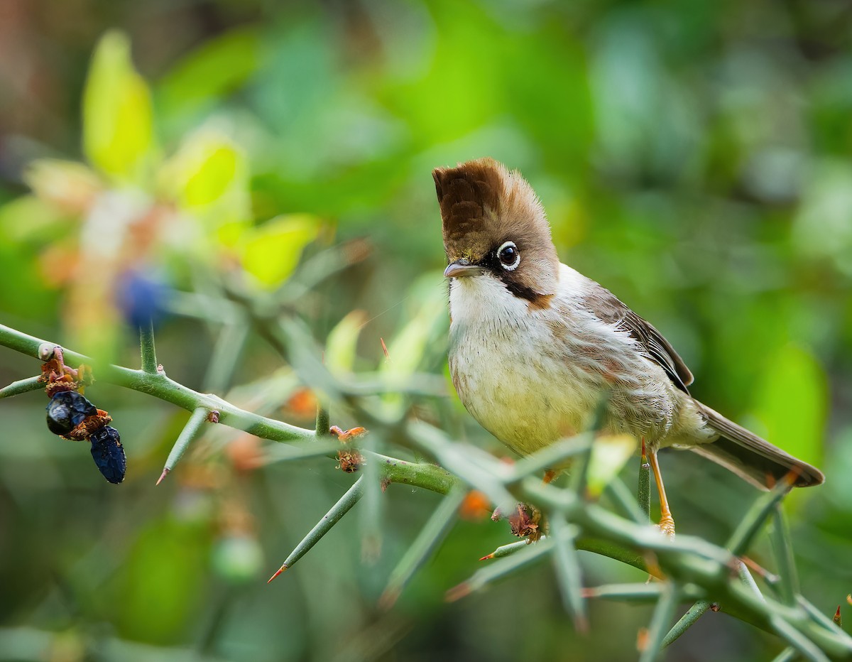 Whiskered Yuhina - ML636460966