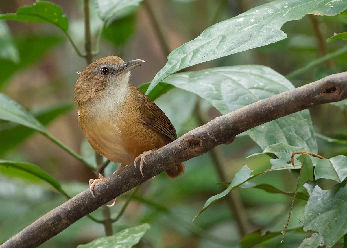Abbott's Babbler - ML636460967