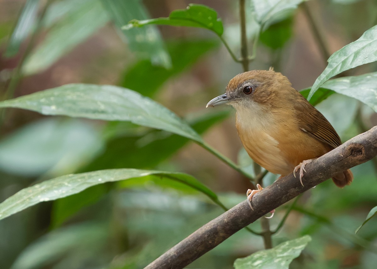 Abbott's Babbler - ML636460968
