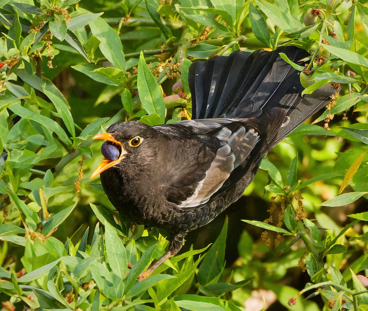 Gray-winged Blackbird - ML636460969