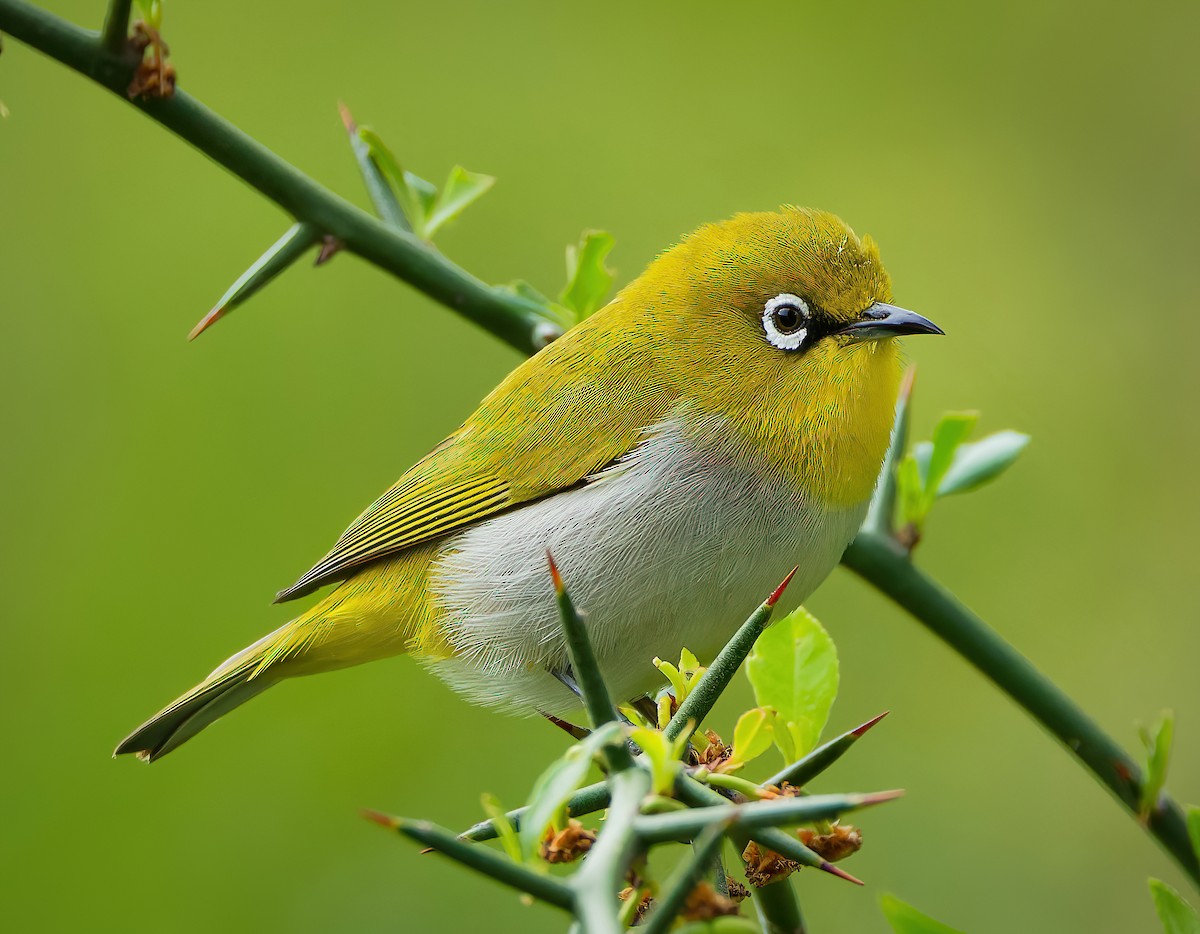 Indian White-eye - ML636460986