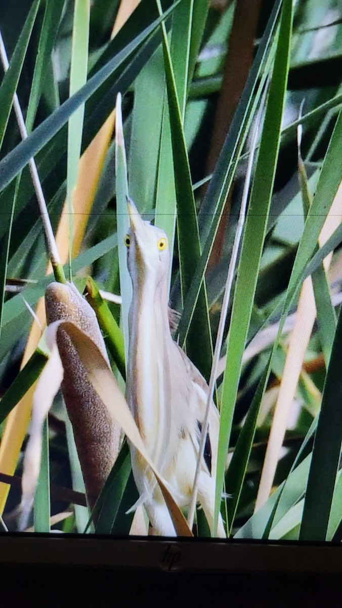 Yellow Bittern - ML636461024