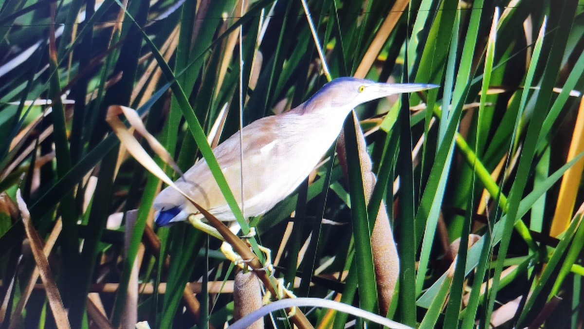 Yellow Bittern - ML636461063