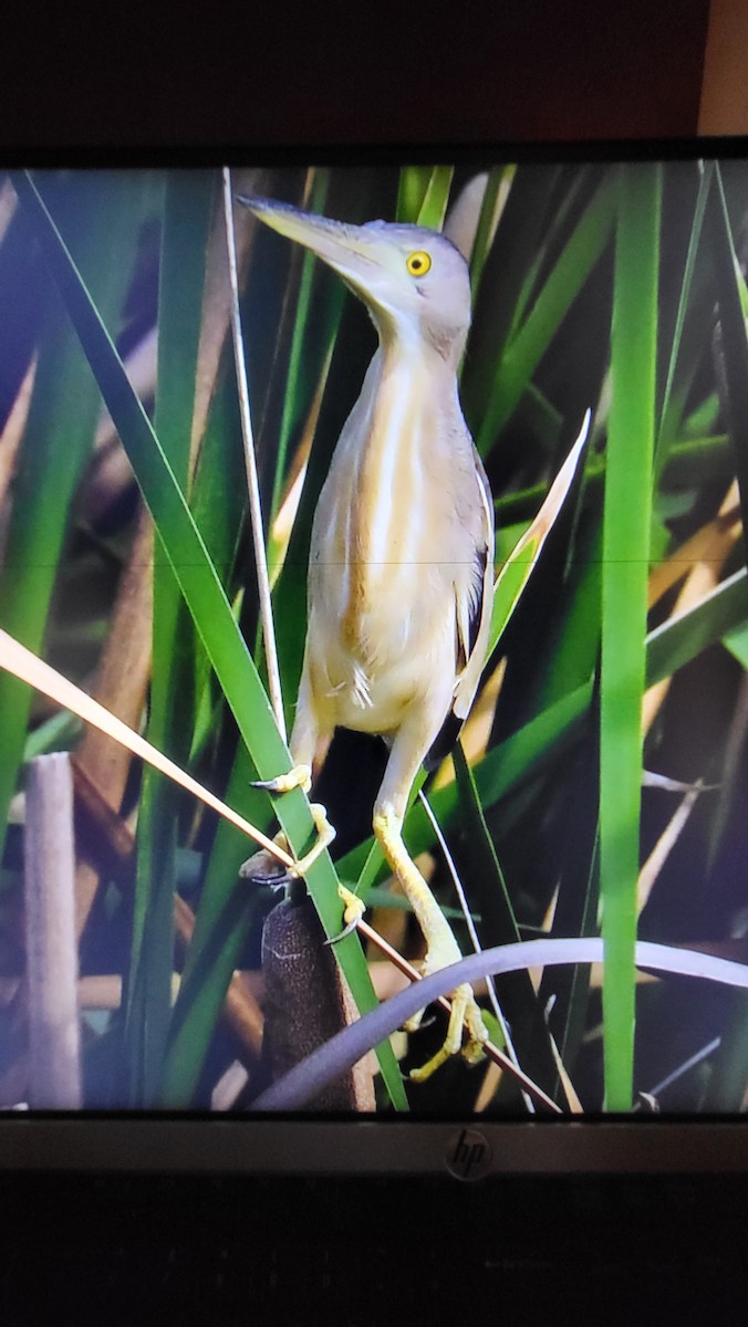 Yellow Bittern - ML636461088