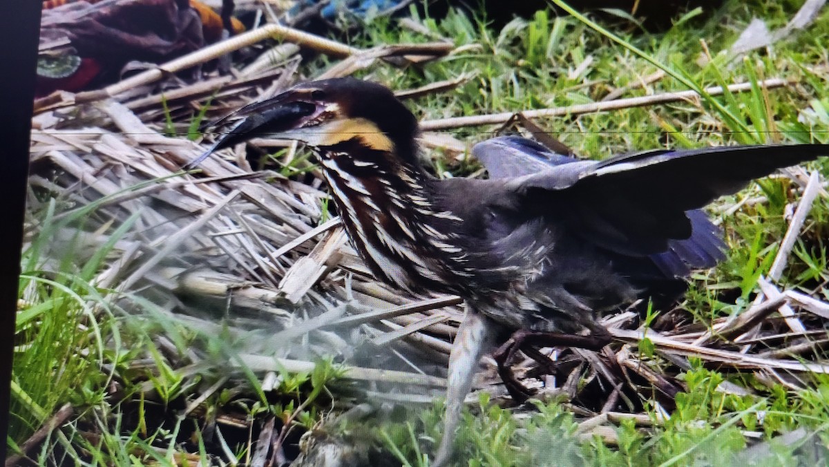 Black Bittern - ML636461117