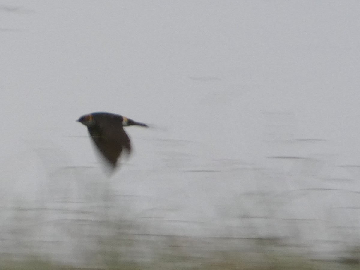 Golondrina Cabecirrufa - ML636461119