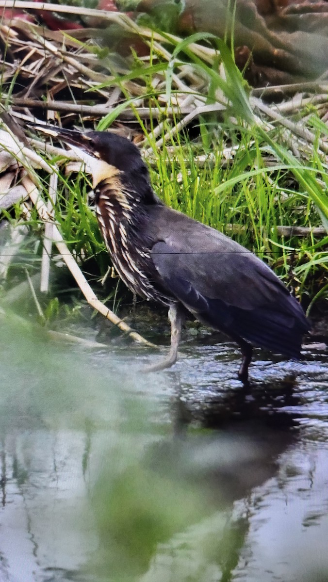 Black Bittern - ML636461132