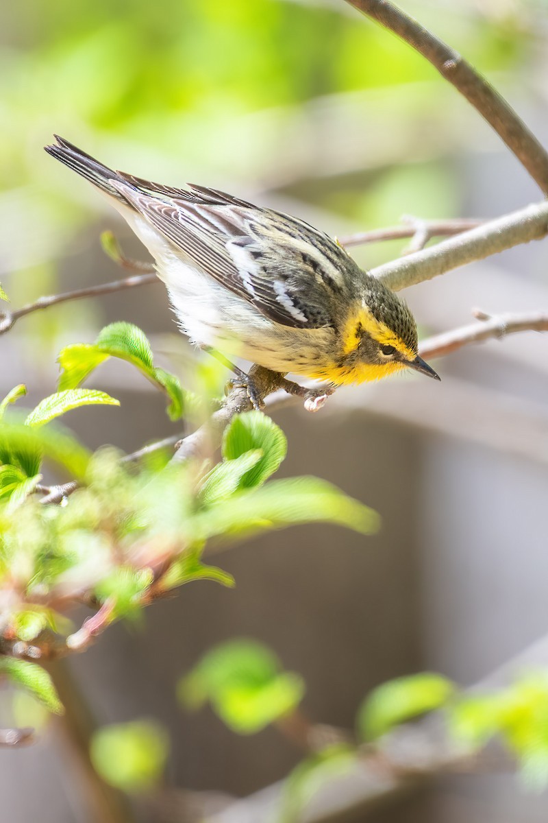 Blackburnian Warbler - ML636461134