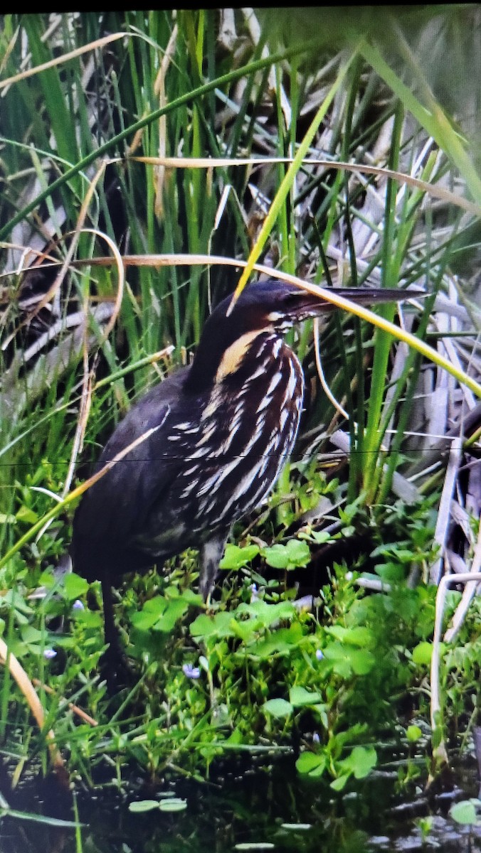 Black Bittern - ML636461145