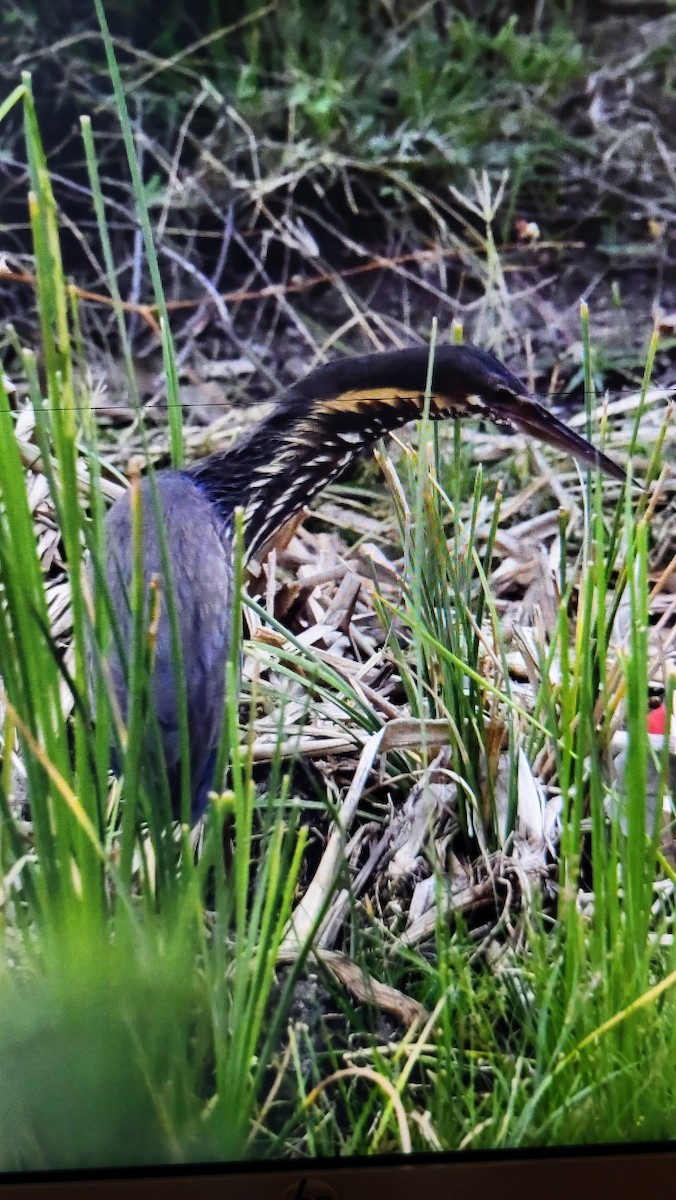 Black Bittern - ML636461193