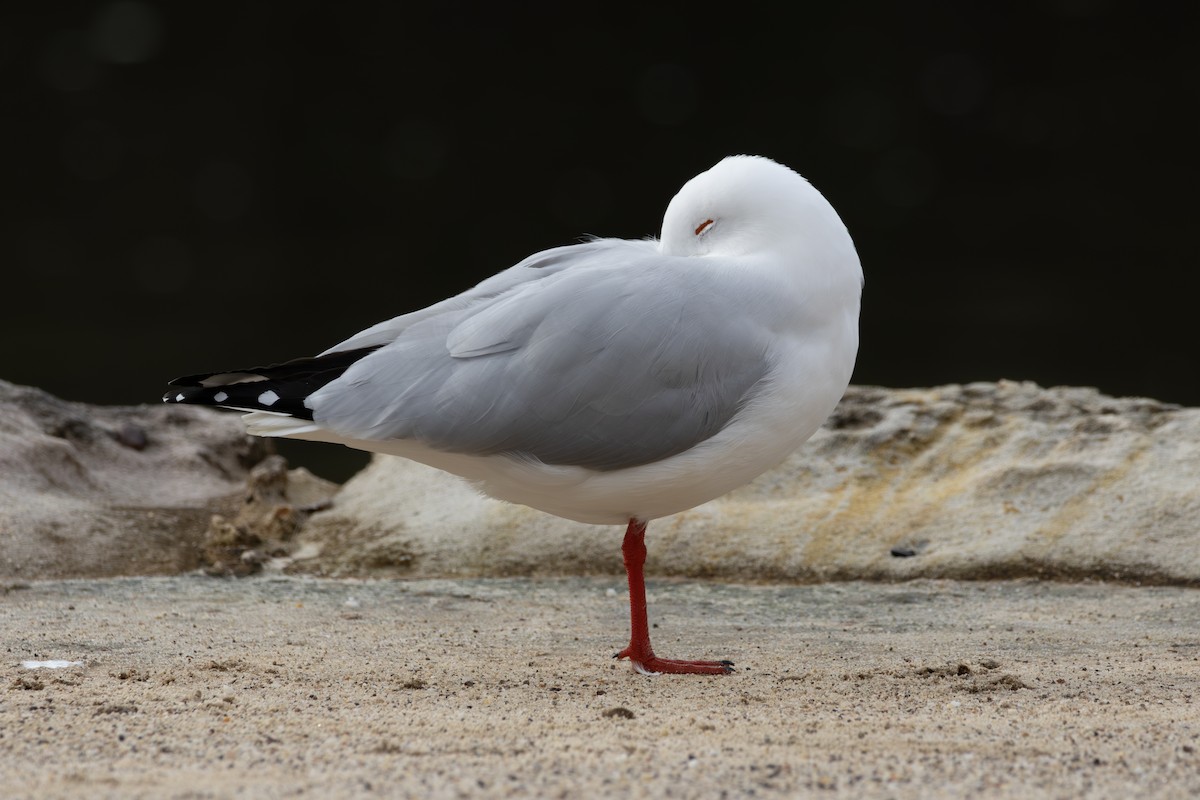Silver Gull - ML636461198