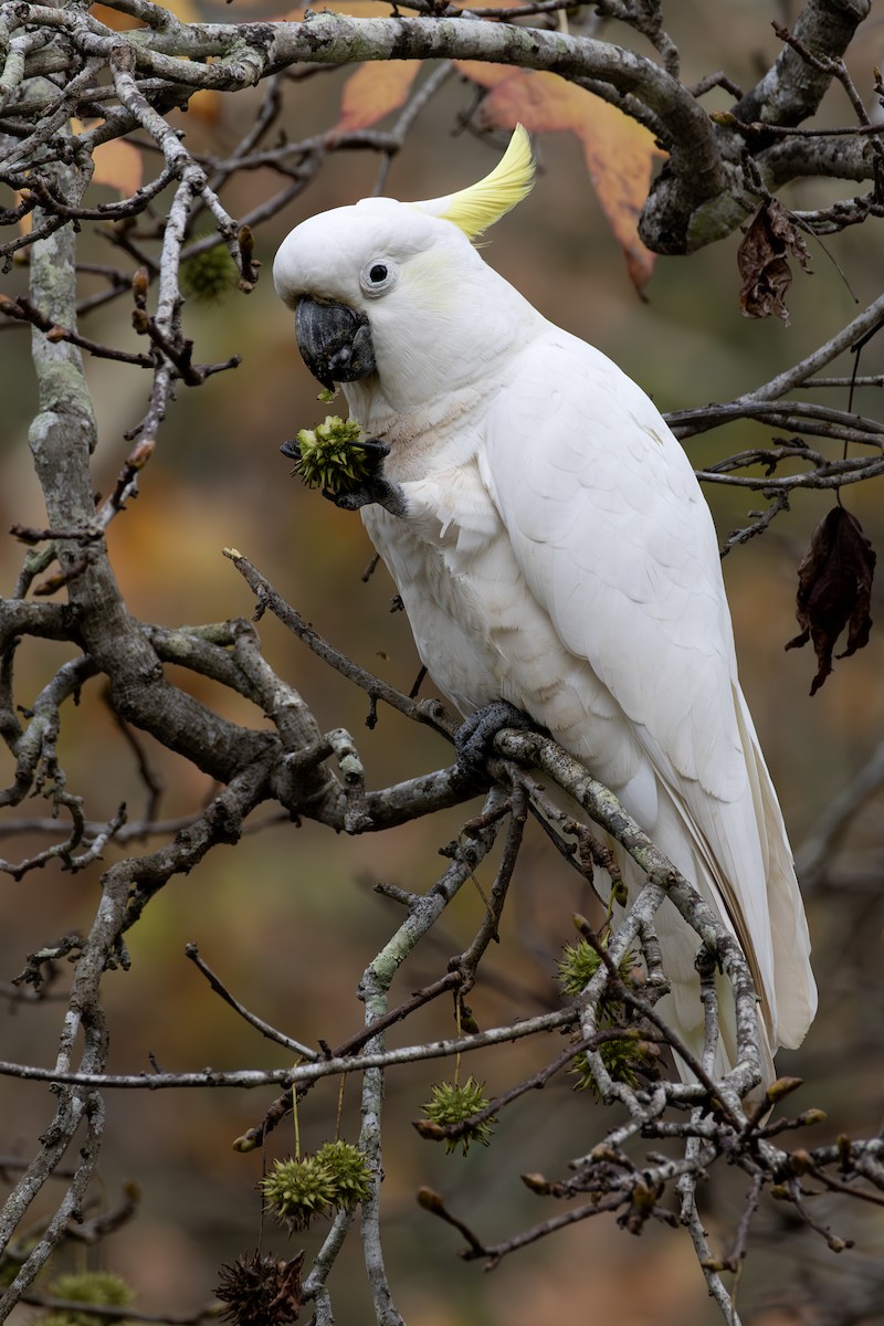 Sulphur-crested Cockatoo - ML636461201
