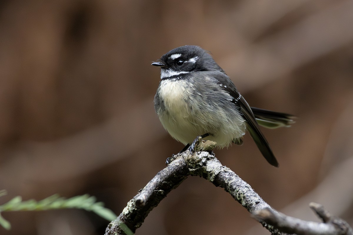 Gray Fantail - ML636461208