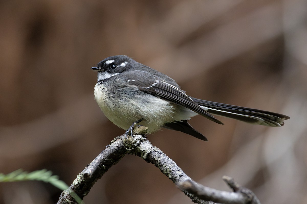 Gray Fantail - ML636461209