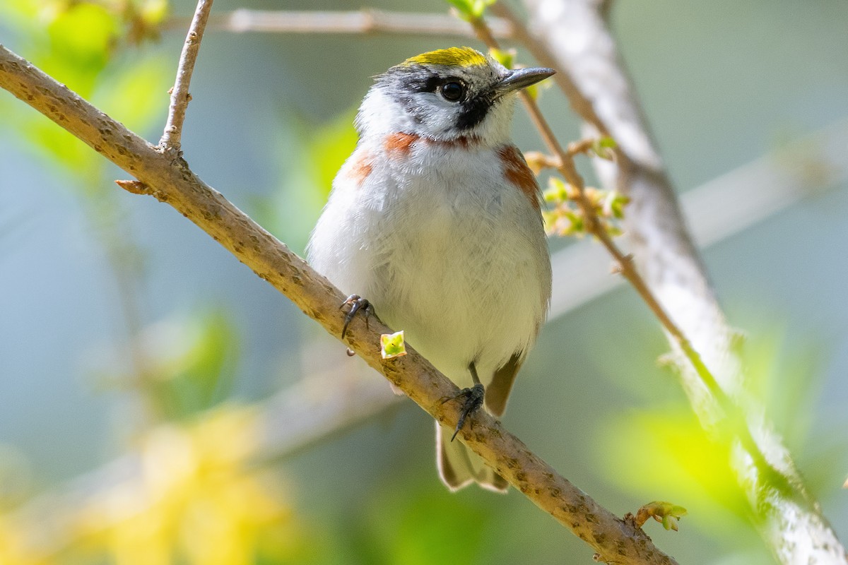 Chestnut-sided Warbler - ML636461214