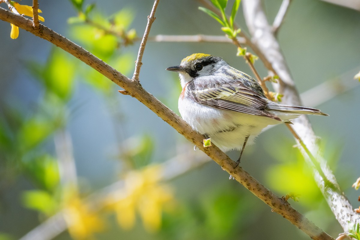 Chestnut-sided Warbler - ML636461215