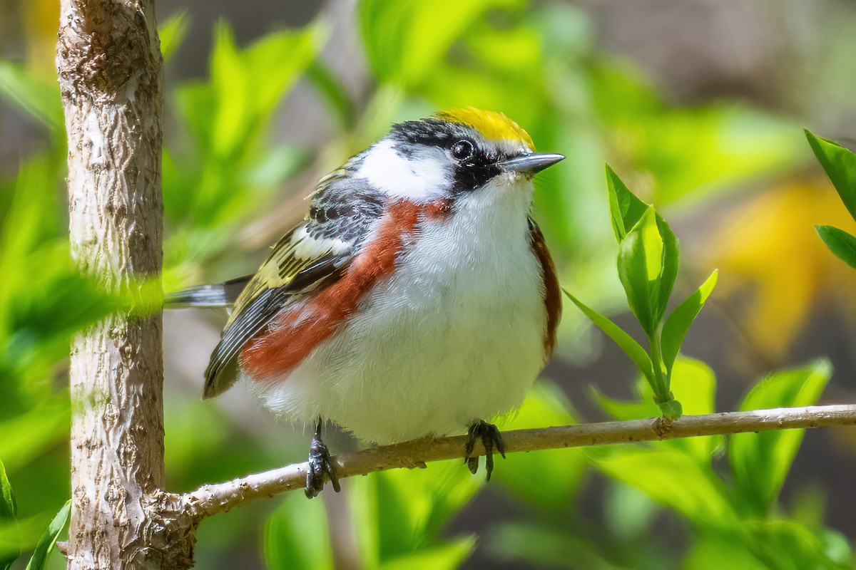 Chestnut-sided Warbler - ML636461216
