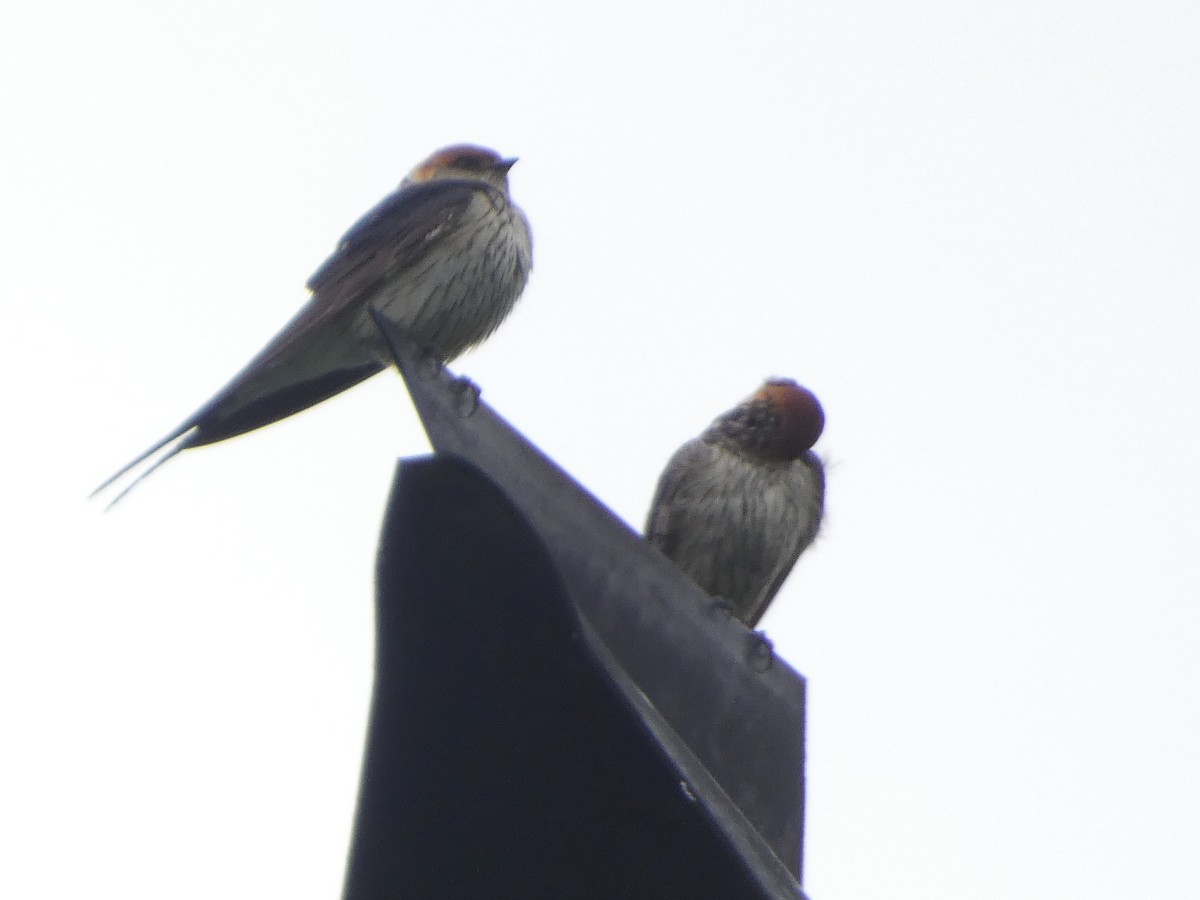 Golondrina Cabecirrufa - ML636461244