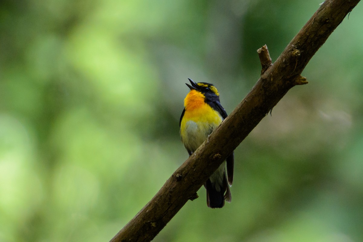 Narcissus Flycatcher - ML636461259