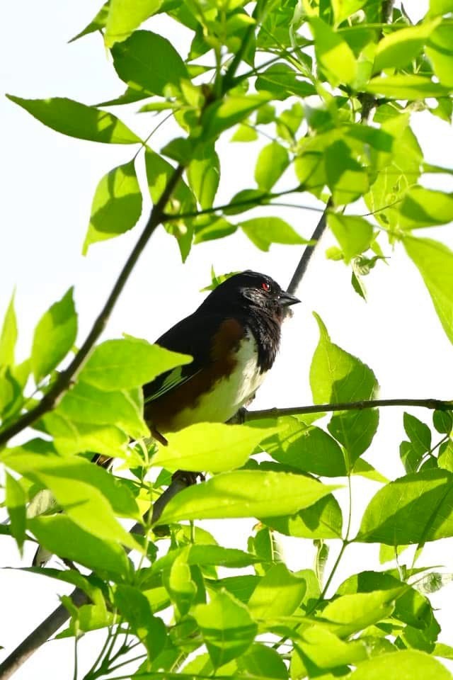 Eastern Towhee - ML636461297