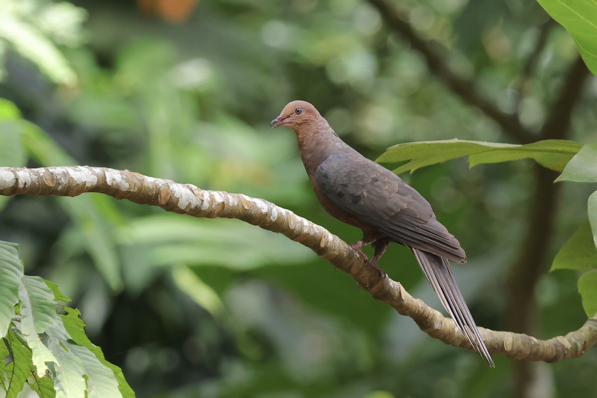 Philippine Cuckoo-Dove - ML636461303