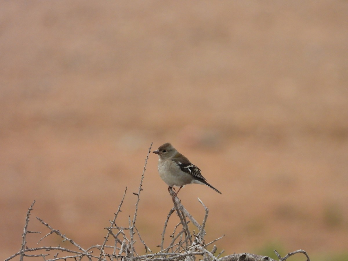 African Chaffinch (African) - ML636461307