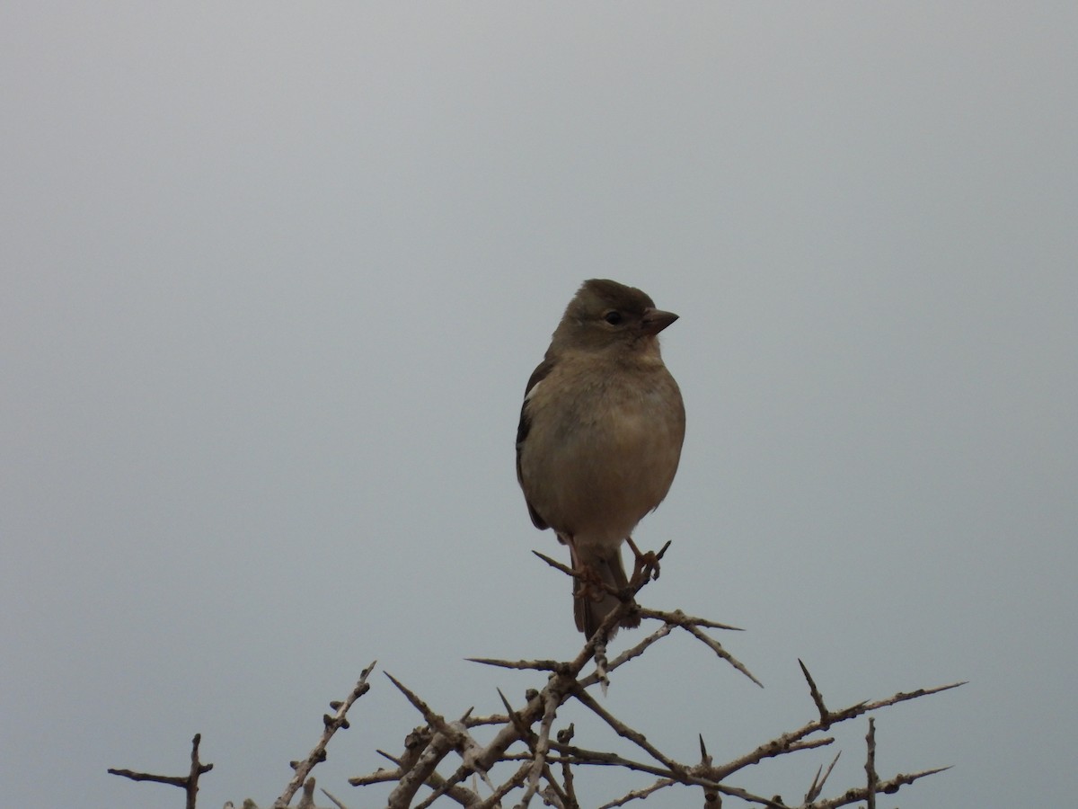 African Chaffinch (African) - ML636461309