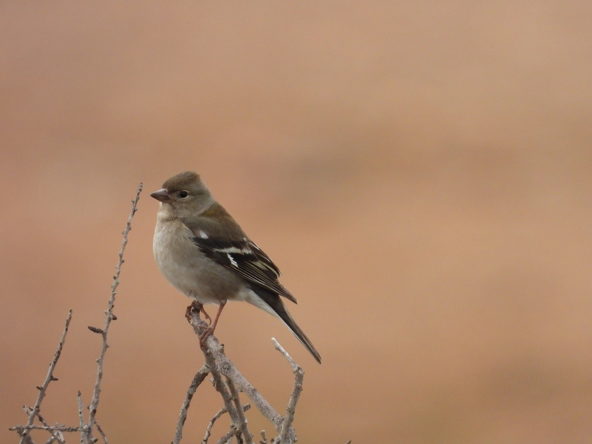 African Chaffinch (African) - ML636461310