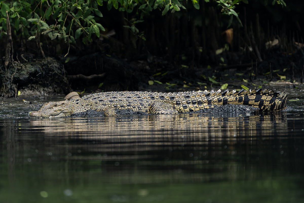 Saltwater Crocodile - ML636461317