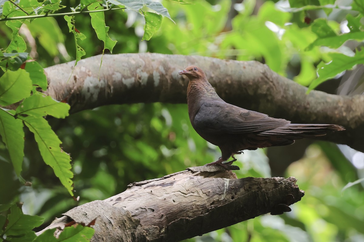 Philippine Cuckoo-Dove - ML636461321