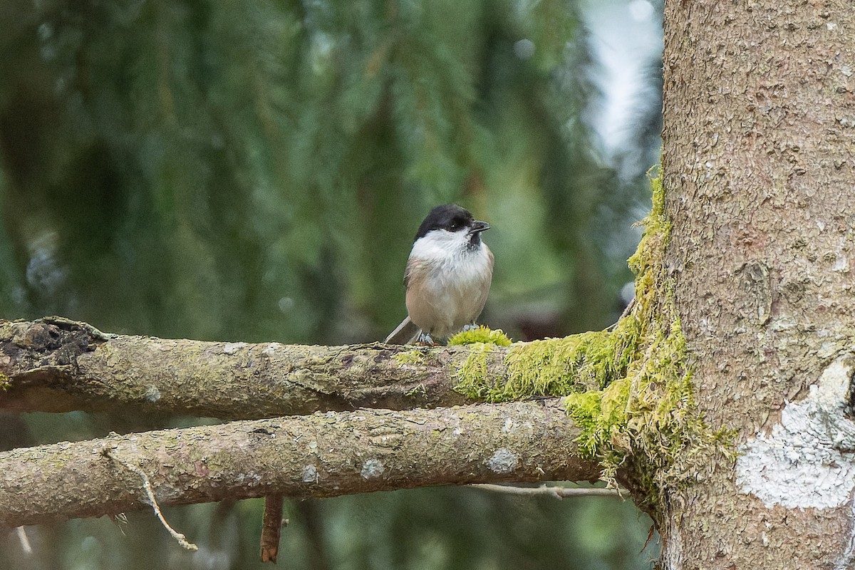 Marsh/Willow Tit - ML636461334