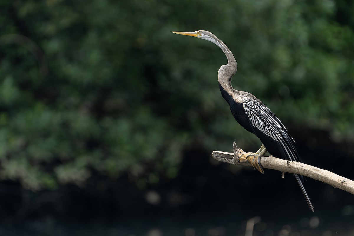 Anhinga roux - ML636461366