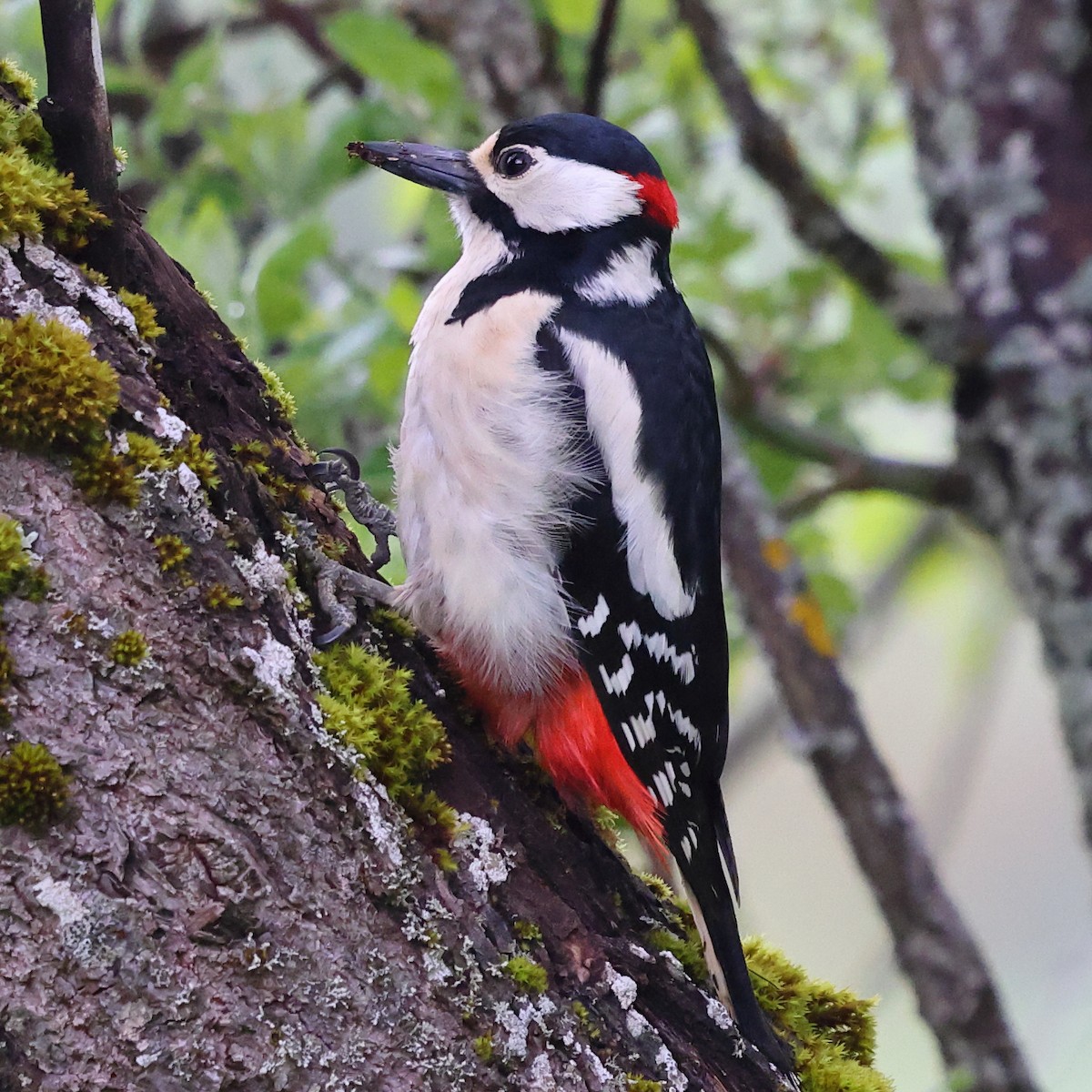 アカゲラ - ML636461378