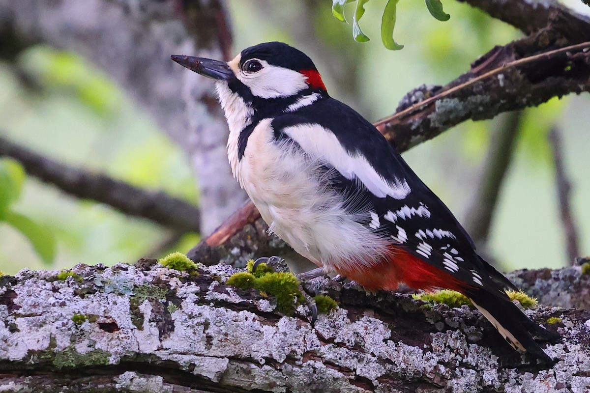 アカゲラ - ML636461388